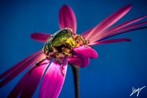 macro insects Laurent Le Ny photography insects