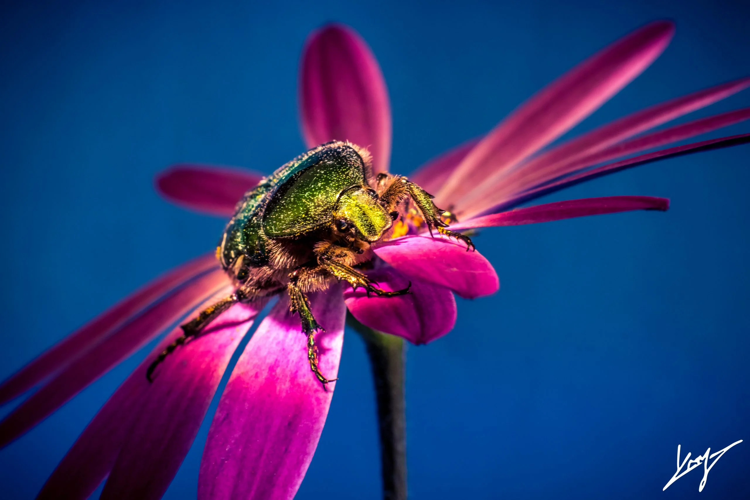 insectes macro Laurent Le Ny photographie insects