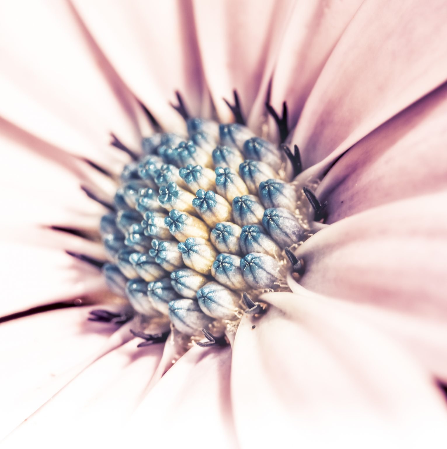 natural elements macro photo fleur