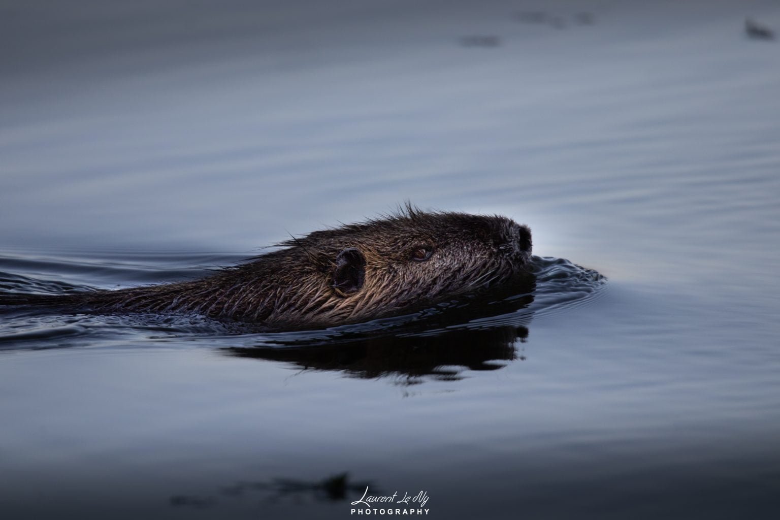 animalier ragondin dans l'eau Laurent Le Ny photographie